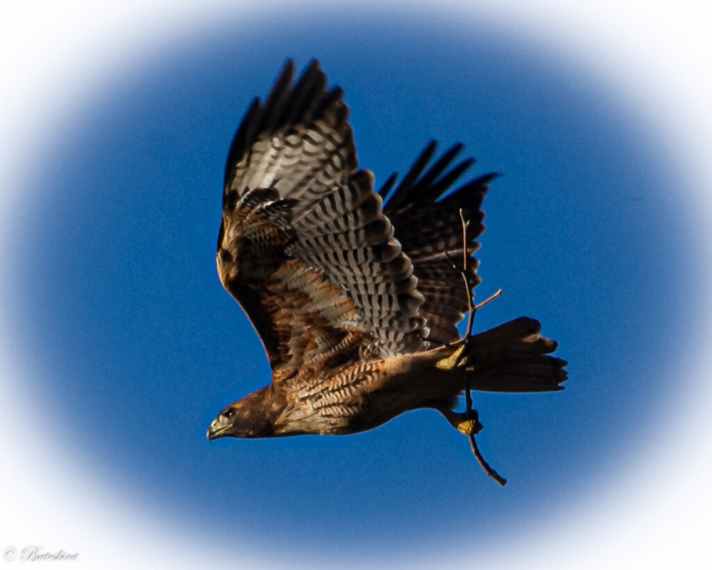 Bird Watch HD